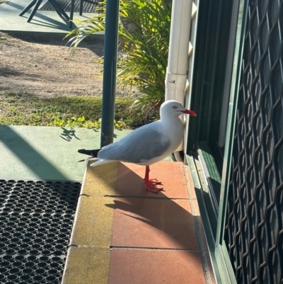 Chroicocephalus novaehollandiae (Silver Gull) at Bowen, QLD - 19 Aug 2024 by lbradley