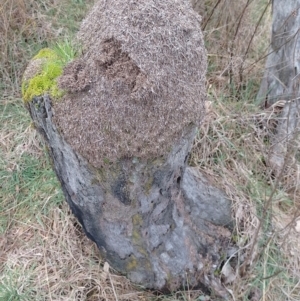 Papyrius sp. (genus) at Symonston, ACT - suppressed