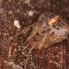 Theridion sp. (genus) at Belconnen, ACT - 18 Aug 2024 by kasiaaus