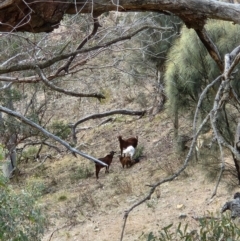 Capra hircus (Wild Goat) at Banks, ACT - 18 Aug 2024 by Emmsyyy