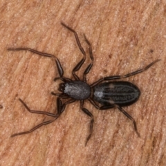 Gnaphosidae or Trochanteriidae (families) (Flat spider) at Belconnen, ACT - 18 Aug 2024 by kasiaaus