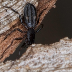 Gnaphosidae or Trochanteriidae (families) at Belconnen, ACT - 18 Aug 2024