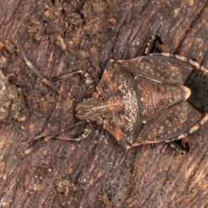 Oncocoris geniculatus at Belconnen, ACT - 18 Aug 2024