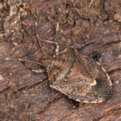 Oncocoris geniculatus at Belconnen, ACT - 18 Aug 2024