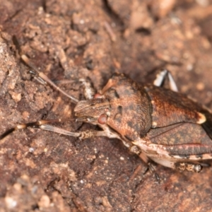 Oncocoris geniculatus at Belconnen, ACT - 18 Aug 2024