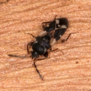 Scolopostethus forticornis at Belconnen, ACT - 18 Aug 2024