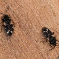 Scolopostethus forticornis at Belconnen, ACT - 18 Aug 2024