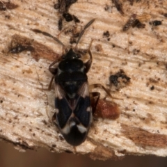 Scolopostethus forticornis at Belconnen, ACT - 18 Aug 2024