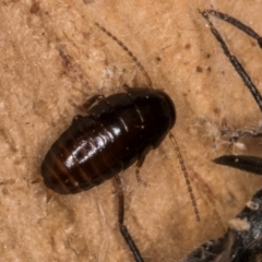 Unidentified Cockroach (Blattodea, several families) at Evatt, ACT - 18 Aug 2024 by kasiaaus