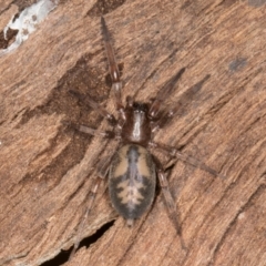 Intruda signata (Ground spider) at Evatt, ACT - 18 Aug 2024 by kasiaaus