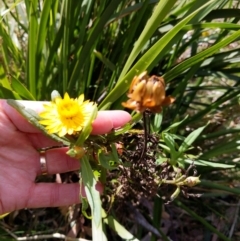 Xerochrysum bracteatum (Golden Everlasting) at Cataract, NSW - 17 Aug 2024 by PaperbarkNativeBees