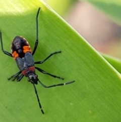 Dindymus versicolor (Harlequin Bug) at Cowra, NSW - 19 Aug 2024 by PaperbarkNativeBees