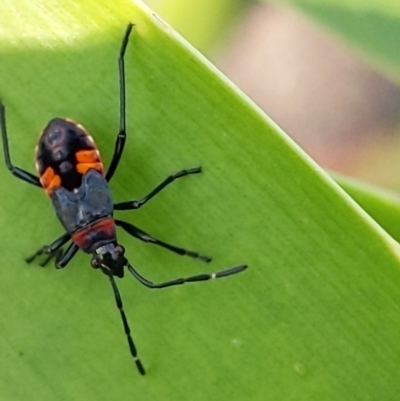 Dindymus versicolor (Harlequin Bug) at Cowra, NSW - 19 Aug 2024 by PaperbarkNativeBees