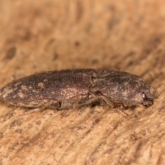 Agrypnus sp. (genus) (Rough click beetle) at Belconnen, ACT - 18 Aug 2024 by kasiaaus