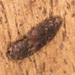 Agrypnus sp. (genus) at Belconnen, ACT - 18 Aug 2024