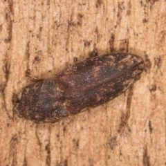 Agrypnus sp. (genus) at Belconnen, ACT - 18 Aug 2024