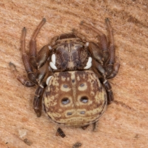 Cymbacha ocellata at Belconnen, ACT - 18 Aug 2024