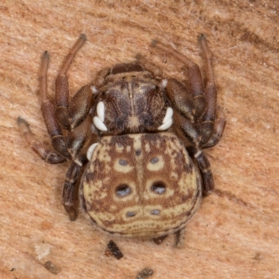 Cymbacha ocellata (Crab spider) at Belconnen, ACT - 18 Aug 2024 by kasiaaus