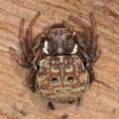 Cymbacha ocellata at Belconnen, ACT - 18 Aug 2024