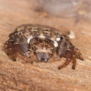 Cymbacha ocellata at Belconnen, ACT - 18 Aug 2024