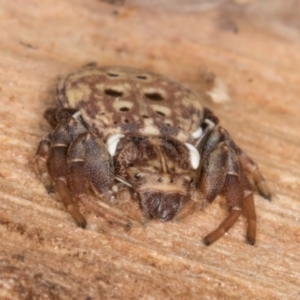 Cymbacha ocellata at Belconnen, ACT - 18 Aug 2024