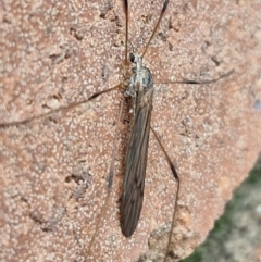 Symplecta (Trimicra) pilipes (A limoniid crane fly) at Lyneham, ACT - 19 Aug 2024 by trevorpreston