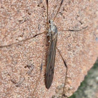 Symplecta (Trimicra) pilipes (A limoniid crane fly) at Lyneham, ACT - 18 Aug 2024 by trevorpreston