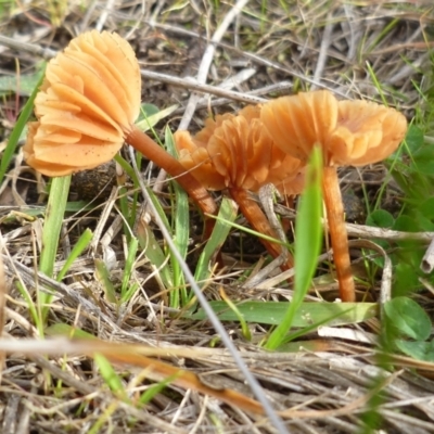 Unidentified Lichen at Freshwater Creek, VIC - 21 Jul 2024 by WendyEM