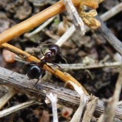 Papyrius sp. (genus) at Symonston, ACT - 19 Aug 2024