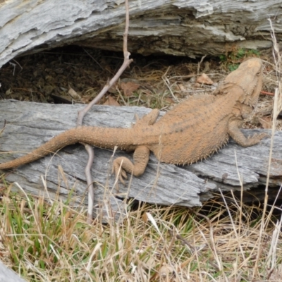 Pogona barbata (Eastern Bearded Dragon) at Symonston, ACT - 19 Aug 2024 by CallumBraeRuralProperty