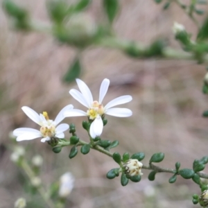 Olearia microphylla at Lyons, ACT - 19 Aug 2024 11:30 AM