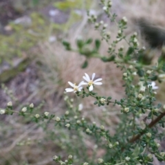 Olearia microphylla at Lyons, ACT - 19 Aug 2024 11:30 AM