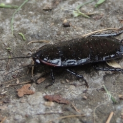 Platyzosteria melanaria at Conder, ACT - 23 Jan 2024