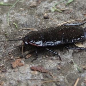 Platyzosteria melanaria at Conder, ACT - 23 Jan 2024