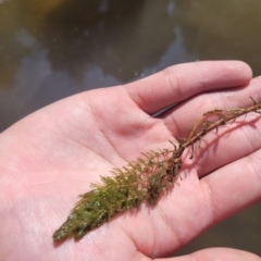 Myriophyllum verrucosum (Red Water-milfoil) at Kambah, ACT - 28 Feb 2024 by Angelanspeary