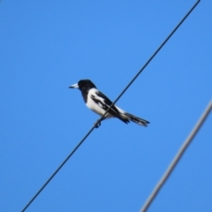 Cracticus nigrogularis (Pied Butcherbird) at Bowen, QLD - 19 Aug 2024 by lbradley