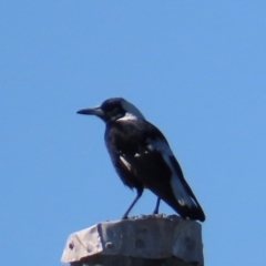 Gymnorhina tibicen (Australian Magpie) at Bowen, QLD - 18 Aug 2024 by lbradley