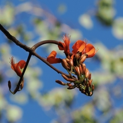 Unidentified Other Tree at Yuruga, QLD - 17 Aug 2024 by lbradley