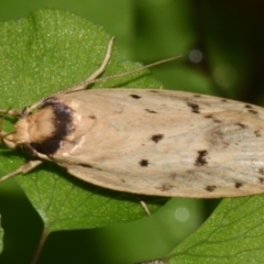 Eulechria (genus) (A Concealer moth (Eulechria group)) at Sheldon, QLD - 8 Feb 2024 by PJH123