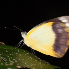 Appias paulina (Yellow Albatross) at Sheldon, QLD - 26 Feb 2024 by PJH123