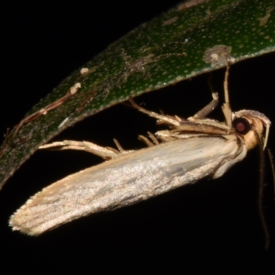 Unidentified Curved-horn moth (all Gelechioidea except Oecophoridae) by PJH123