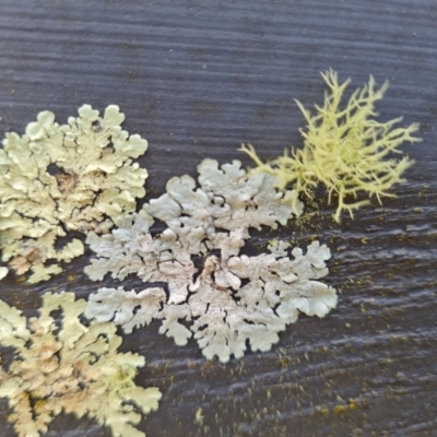 Unverified Lichen at O'Malley, ACT - 19 Aug 2024 by Mike