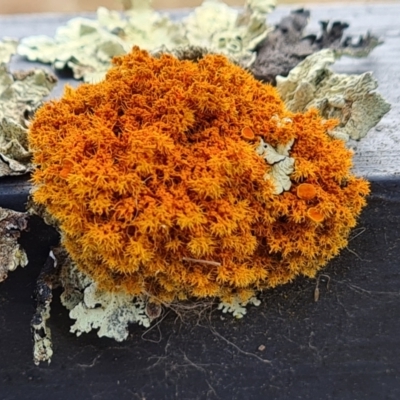 Unverified Lichen at O'Malley, ACT - 19 Aug 2024 by Mike