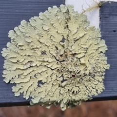 Unverified Lichen at O'Malley, ACT - 19 Aug 2024 by Mike
