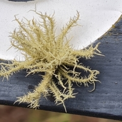 Usnea sp. (genus) (Bearded lichen) at O'Malley, ACT - 19 Aug 2024 by Mike