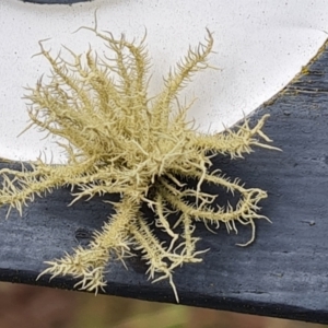 Usnea sp. (genus) at O'Malley, ACT - 19 Aug 2024 12:17 PM