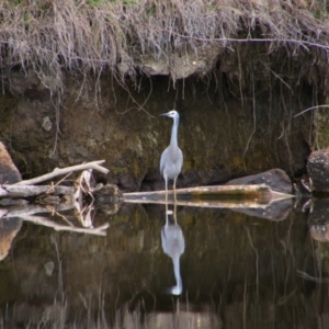 Egretta novaehollandiae at Fyshwick, ACT - 19 Aug 2024