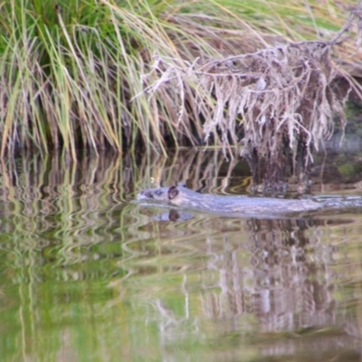 Hydromys chrysogaster (Rakali or Water Rat) at Campbell, ACT - 19 Aug 2024 by MB