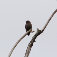 Artamus cyanopterus (Dusky Woodswallow) at Fyshwick, ACT - 19 Aug 2024 by MB