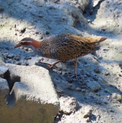 Gallirallus philippensis (Buff-banded Rail) at Airlie Beach, QLD - 19 Aug 2024 by lbradley